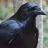 Raven